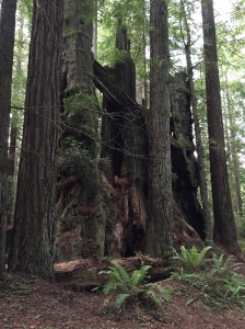 Redwood National Park 026